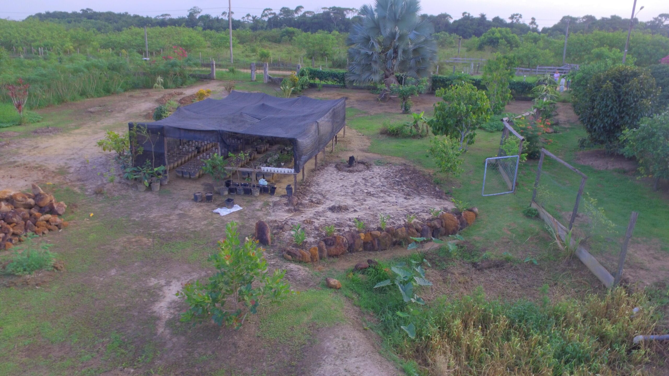 Tropical seeds, plants and scoins prodution Tropical seeds plants scoins prodution