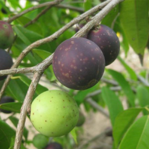 Myrciaria Vexator Fruits and Seeds