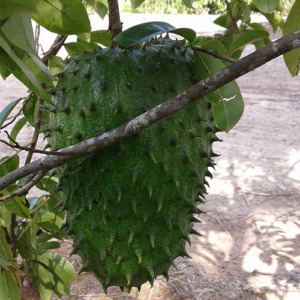 Annona muricata - soursop