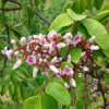 Averrhoa carambola var. Fwang Tong - flowers - blooming