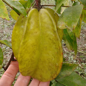 Averrhoa carambola var. Fwang Tong - fruit