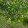 Averrhoa carambola var. Fwang Tong - tree