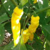 Capsicum chinense Madame Jeanette plant