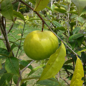 Eugenia pyriformis (Uvalha)