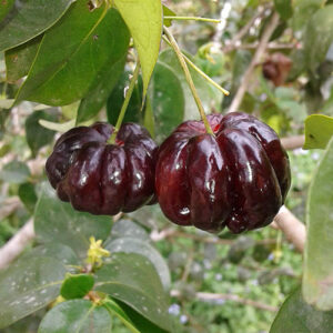 Eugenia uniflora Black Star - Surinam Cherry