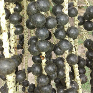 Euterpe oleracea (Acai, Podosiri) Acai berry