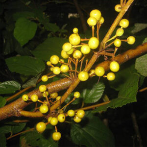 Grewia asiatica (Phalsa)