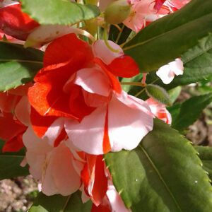 impatiens-walleriana