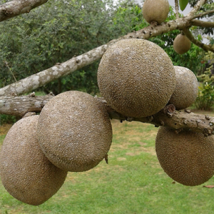 Pouteria sapota var. Akil Especia - Mamey sapote