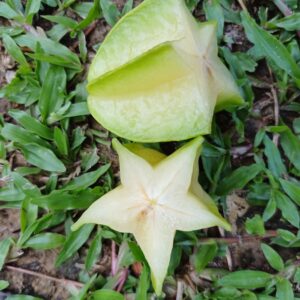 Starfruit Averrhoa (carambola) Fwang Tong