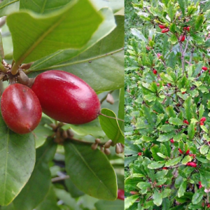 Synsepalum-Dulcificum-(Miracle-fruit)