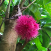 Syzygium-aqueum-(Pommerak,-Java-apple)-flower-bloosem