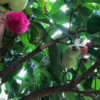 Syzygium-aqueum-Pommerak,-Java-apple-in-tree