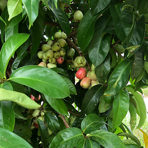 Syzygium-aqueum-Pommerak-Java-apple