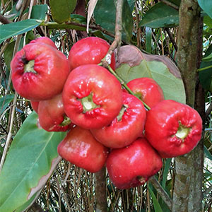 Syzygium samarangense fruit