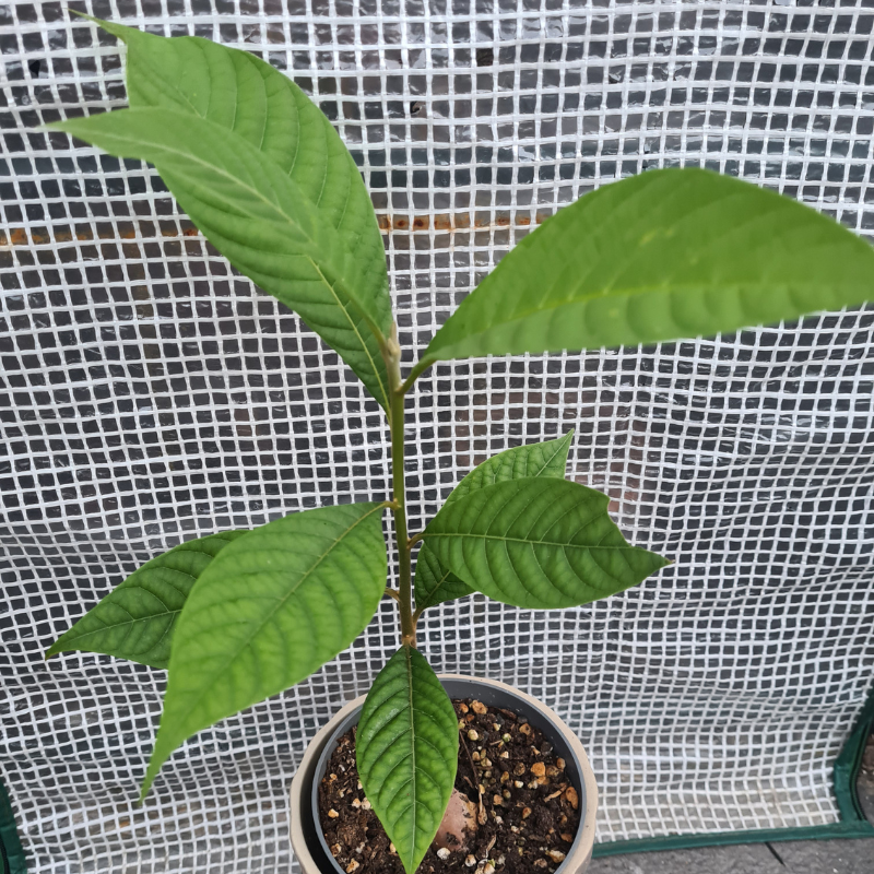 Seedling Pouteria Sapota
