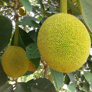 Artocarpus odoratissimus (Marang-Terap)