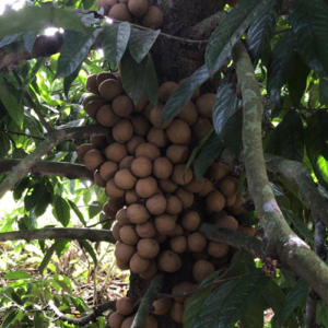Stelechocarpus burahol (Kepel)