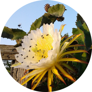 Dragon Fruit Flower - Special Jungle Edition Dragon Fruit Flower - Special Jungle Edition