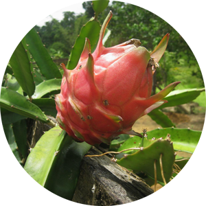 Dragon Fruit - Natural Mystic