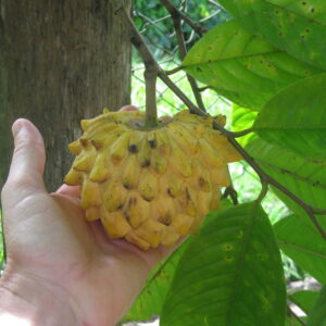 Annona (Rollinia) mucosa (Kasjoema)