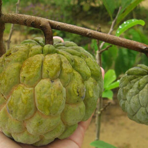 Annona cherimoya (Thai Custardapple)