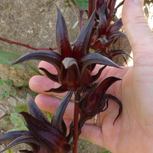 Hibiscus-sabdariffa-Arab-seed-pot