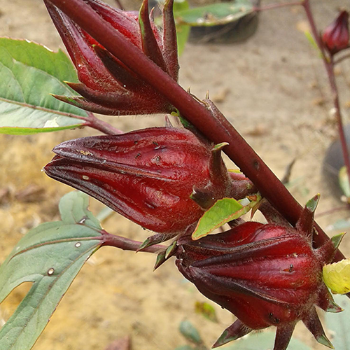Hibiscus-sabdariffa-Roselle-Sjoeroe