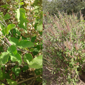 Holy-Basil-Tulsi-seeds