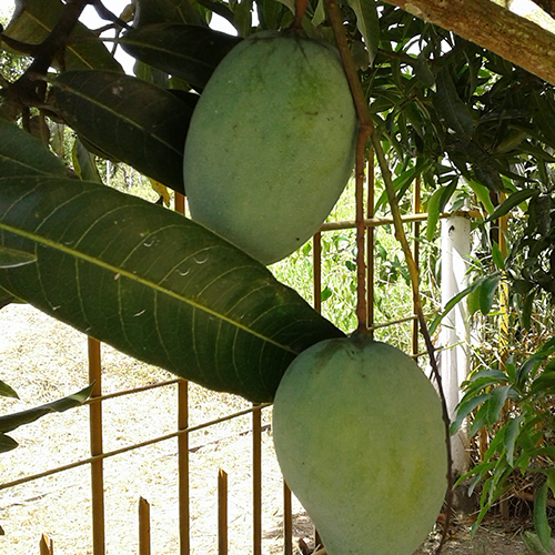 Mangifera-indica-'Neelum'-(Mango)