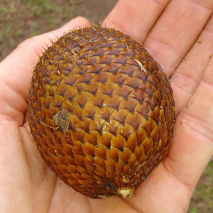 Salacca-Zalacca-(Snakefruit)