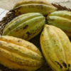 Theobroma-cacao-fruits