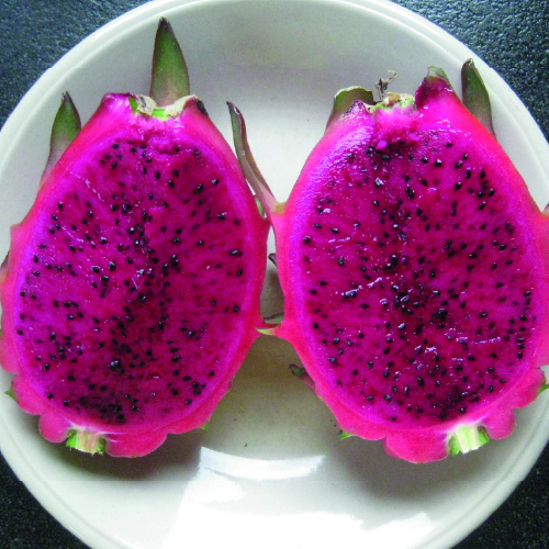 hylocereus-costaricensis