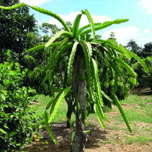 Dragon fruit Plant Condor