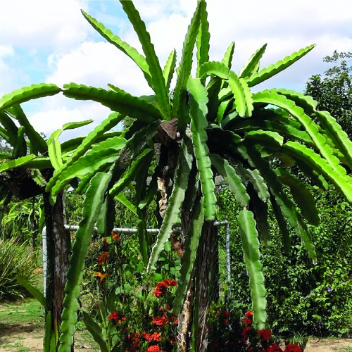 Dragon Fruit, large