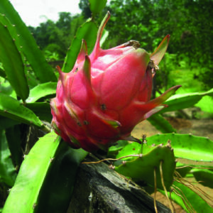 Dragon fruit Plant Natural Mystic