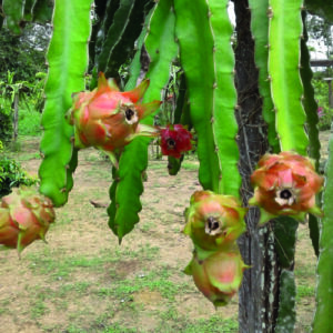 Dragon fruit Plant Surinam Red 2