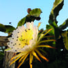 Dragon fruit Wiangel flower and plant