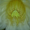 Dragonfruit Wiangel flower 2