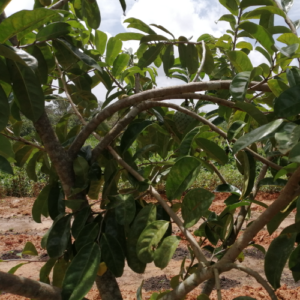 Annona muricata leaves (soursop)