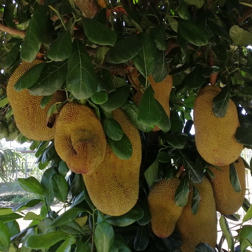 Artocarpus sp. Cheena tropical fruits full tree