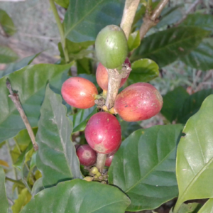 Coffea arabica (coffee bean)