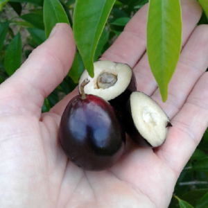 Eugenia Candolleana (Rainforest Plum)