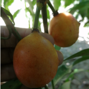 Garcinia Humilis (Achacharu)