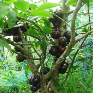 Myrciaria cauliflora (Jaboticaba)