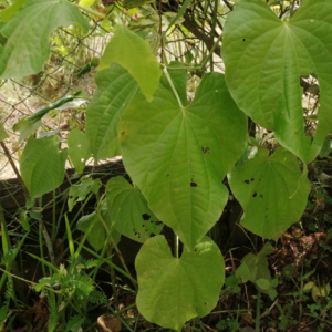 Piper marginatum (anisi wiwiri)