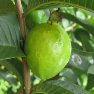 Psidium guajava (Guave)