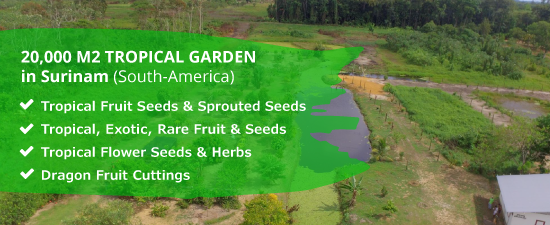 buy seeds online - tropical and exotic seeds from our land buy seeds online - tropical and exotic seeds from our land