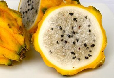 hylocereus-megalanthus 