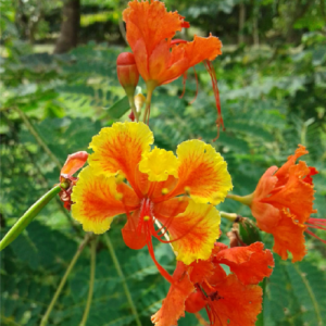 Caesalpinia Pulcherrima (Pride of Barbados) - Orange